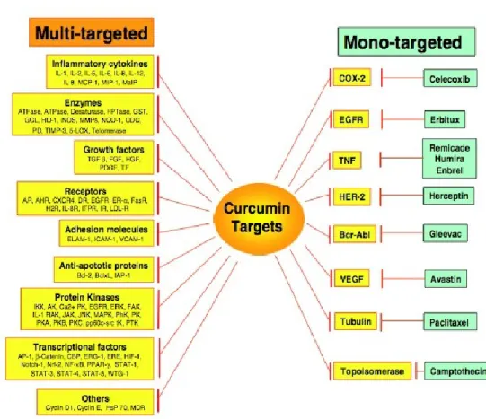 Figure 11 Multiple molecular targerts of curcumin  [105]