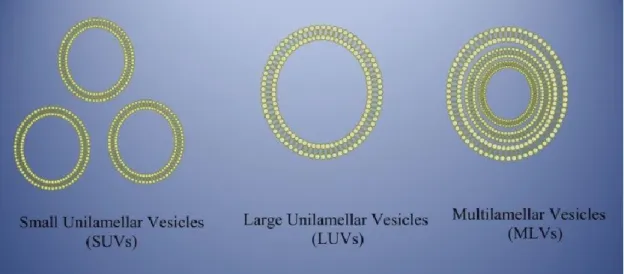 Figure 15 Classification of liposomes 