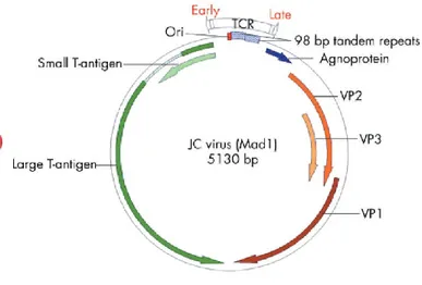 Fig. 3: Struttura del genoma di JCV 