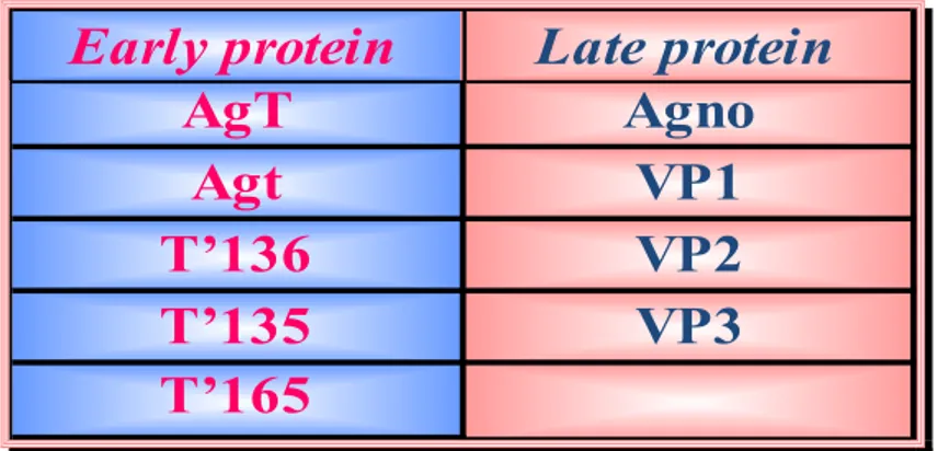 Tab. 1: Proteine early e late di JCV 