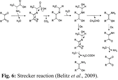 Fig. 6: Strecker reaction (Belitz et al., 2009). 