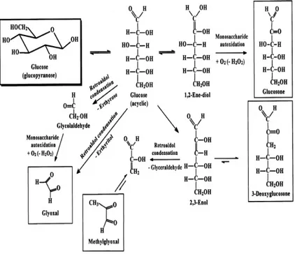 Fig. 9: Mechanistic interpretation of glyoxal, methylglyoxal,  3-deoxyglucosone formation in glucose degradation  (Thornalley et al., 2009)