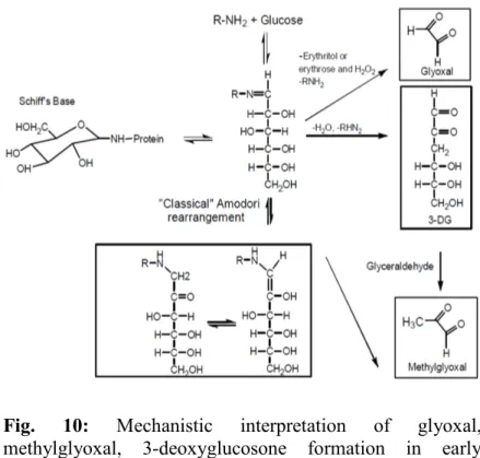 Fig.  10:  Mechanistic interpretation of glyoxal,  methylglyoxal, 3-deoxyglucosone formation in early  glication (Thornalley et al., 2009).