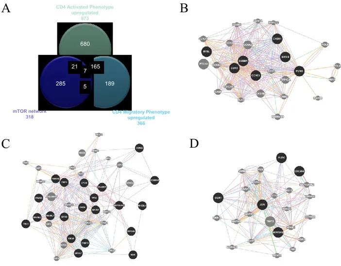 Figure 7 .  A. Venn Diagram showing shared genes between the mTOR network and significantly 