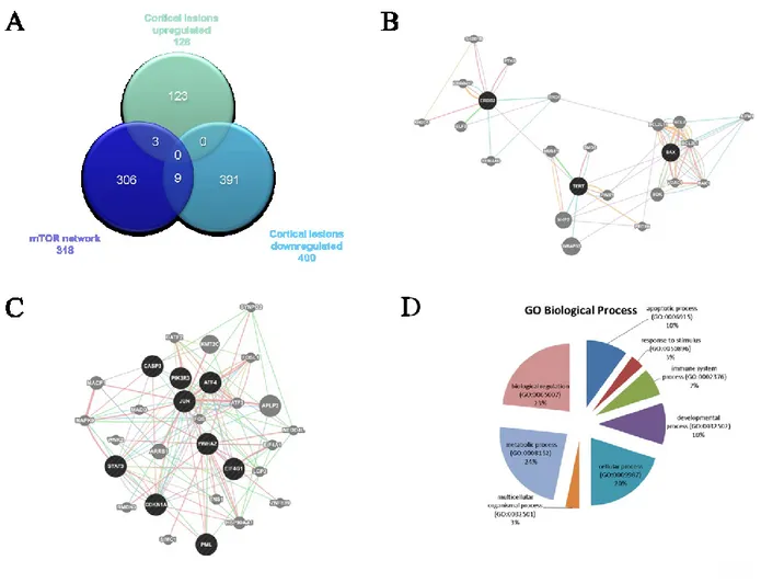 Figure 9.   A. Venn Diagram showing shared genes between the mTOR network and significantly 