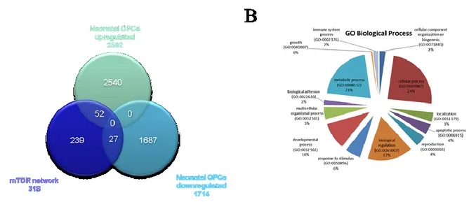 Figure  10.   A.  Venn  Diagram  showing  shared  genes  between  the  mTOR  network  and  the  significantly  regulated  genes  in  the  neonatal  OPCs  from  the  GSE48872  dataset;  B
