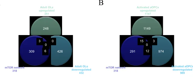 Figure  11.   A.  Venn  Diagram  showing  shared  genes  between  the  mTOR  network  and  the  significantly  regulated  genes  in  the  adult  OLs  from  the  GSE48872  dataset;  B