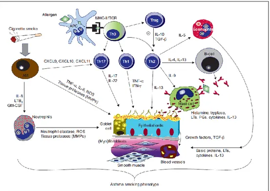 Figure  1.  Inflammatory  mechanisms  for  the  mixed  asthma-smoking  phenotype.  In  allergic  asthma, 