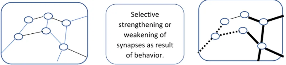 Fig 1. The basis of the Theory of Neuronal Group Selection