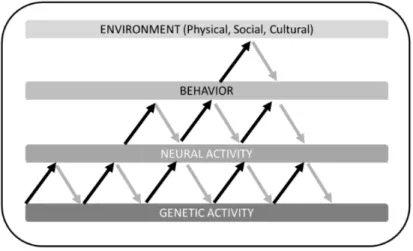 Fig. 2 The figure illustrates the bidirectional influences between environment,  behavior, neural activity and genetic activity in Gottlieb perspective (2007)