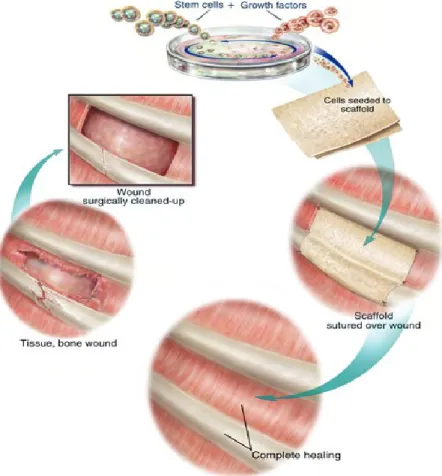 Figura 5: Rappresentazione schematica dell‟impiego dei PHA come scaffold nel tissue  engineering