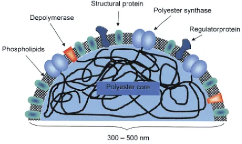 Figura 6: Schema dell‟inclusione sferica di PHA all‟interno dei batteri. 