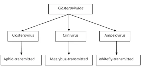 Fig. 1 The three genera of the family Closteroviridae with its associated insect vector