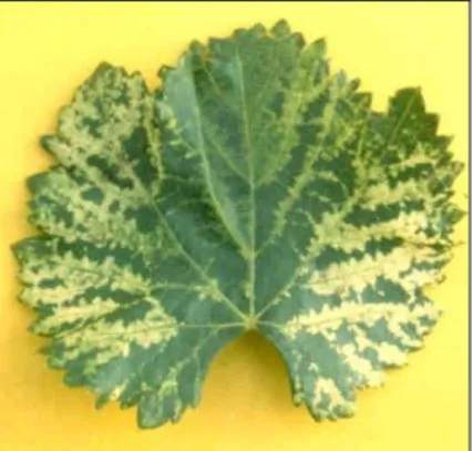 Fig. 6. The vein band disease symptoms on grapevine leaves induced by the mixed  infection with GYSVd and GFLV