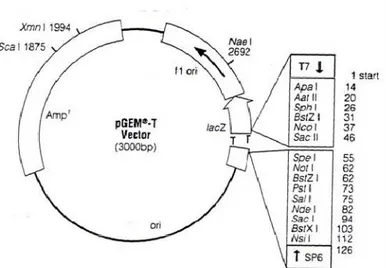 Fig. 8 Site map of the pGEM-T cloning vector. 