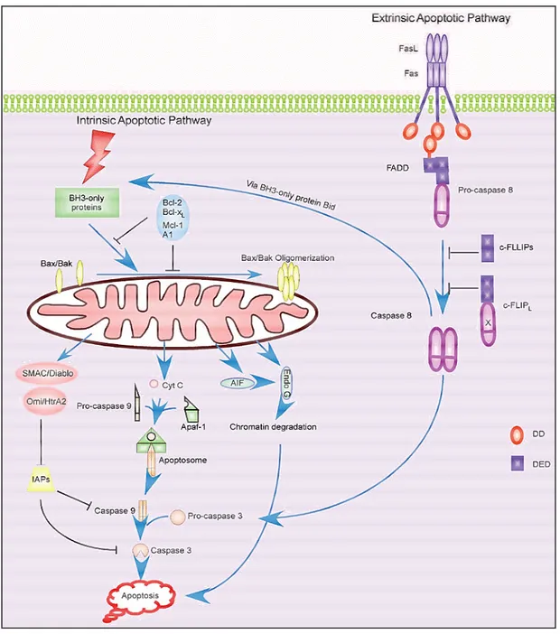 Figure 20. Cell death signalling pathways (from Zhang et al., 2005). 