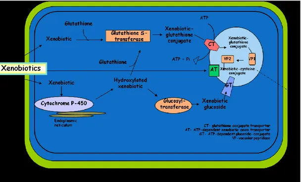 Fig.  1.1  Detoxification  of  xenobiotics:  chemical  modification  and  vacuolar  compartmentation