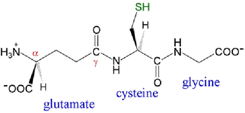 Fig 1.2 Structure of reduced glutathione (GSH)