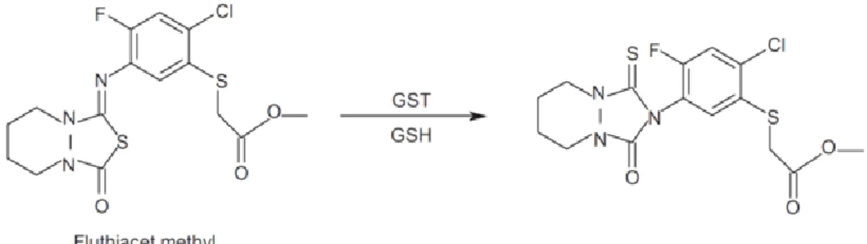 Fig.  1.14  GST-catalyzed  isomerization  of  the  proherbicide,  fluthiacet  methyl,  to  the  more  active  urazole  compound