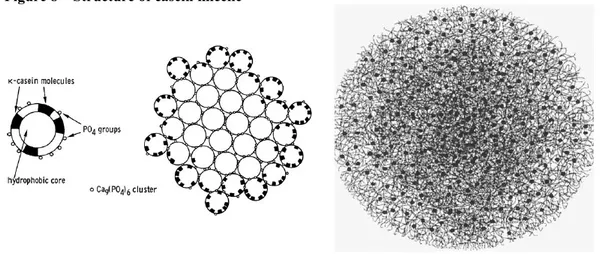 Figure 8 – Structure of casein micelle 