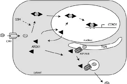Figure 7. Cellular model of Atox1 function taken from Muller and Klomp, 2009. 