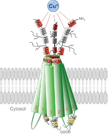 Figure 8. Structural model of three Ctr1 monomers in a lipid bilayer taken from Ohrvik and Thiele, 2014