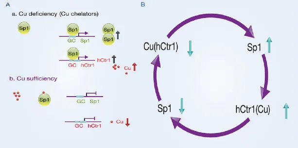 Figure 9. Regulation of hCtr1 and Sp1 expression by Cu bioavailability, taken from Kuo et al., 2012
