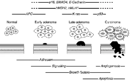Figure 10. Basic outline of the adenoma to carcinoma sequence. Taken from Earnhead et al., 2002
