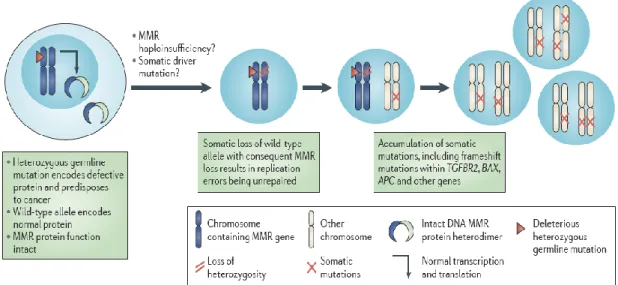 Figure 13. CRC development in individuals with LS , taken from Henry T. Lynch et al., 2015