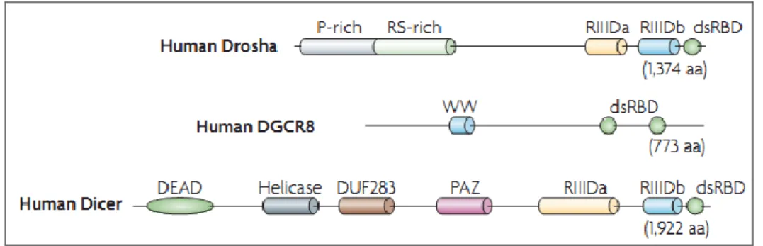Figura 6. Proteine RNasi III e loro meccanismo d’azione. Negli animali sono presenti due  tipi di RNasi: Drosha e Dicer