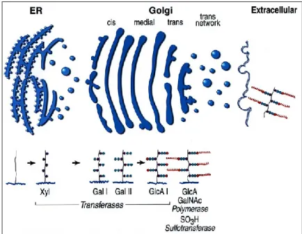 Figura 12. Sintesi dei proteoglicani e localizzazione a livello dell’apparato di Golgi delle   trasferasi (da Silbert, IUBMB Life 2002)