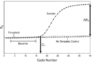 Figura  21.  Tipica  curva  di  amplificazione  di  una  PCR.  Il  ciclo  soglia  (Ct)  è  indicato  dall’intersezione  della  linea  di  threshold  con  la  curva  di  amplificazione  (da  TaqMan  Gene  Expression Master Mix Protocol).