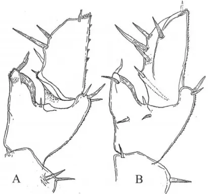 Figura 34 – Androniscus dentiger ♂. A, VII pereiopode in visione caudale; B, VII pereiopode in