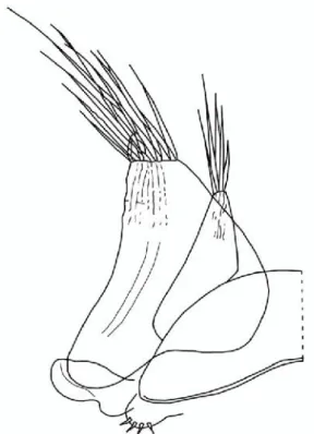 Figura 13 - Ligia italica. Esopodite ed endopodite del primo paio di pleopodi maschili (da Vandel
