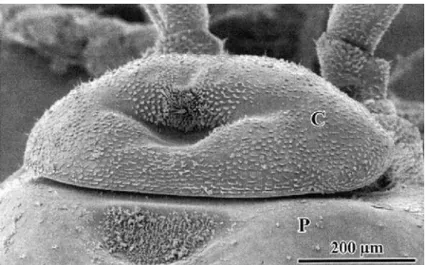 Figura 16 - Trichoniscus alexandrae. Visione dorsale del cephalon (C) e del primo pereionite