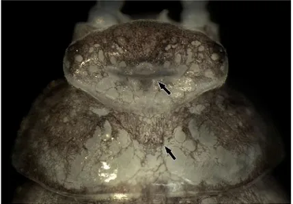 Figura 22 – Trichoniscus panormidensis. Maschio. Cephalon e primo pereionite in visione dorsale