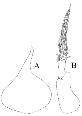 Figura  27 – Nesiotoniscus  helenae.  Maschio.  A,  esopodite  del  primo  pleopode;  B,  endopodite  del