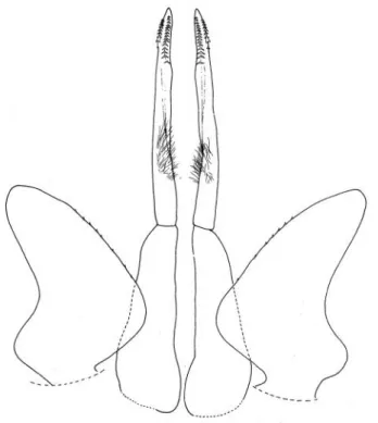 Figura 29 - Miktoniscus melitensis ♂. Esopoditi ed endopoditi del primo paio di pleopodi (da Caruso