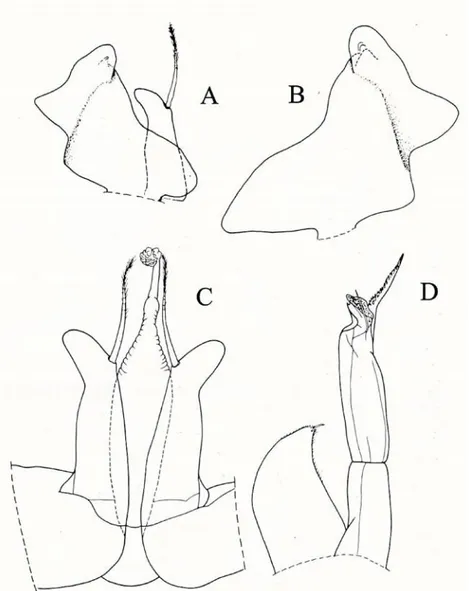 Figura 31 – Siciloniscus tulliae ♂. A, esopodite ed endopodite del primo pleopode; B, esopodite del