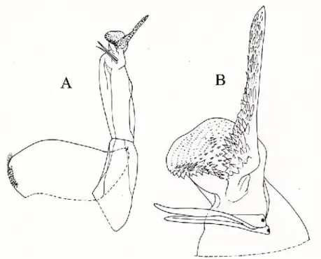 Figura 32 – Siciloniscus tulliae ♂. A, esopodite ed endopodite del secondo pleopode; B, apice