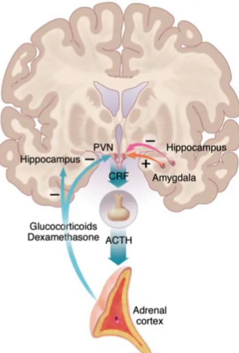Figure 2. The HPA axis Parvocellular neurons of the PVN produce 