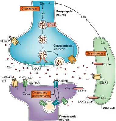 Figure  4.  The  glutamate  tripartite  synapse  The  figure  shows  the 
