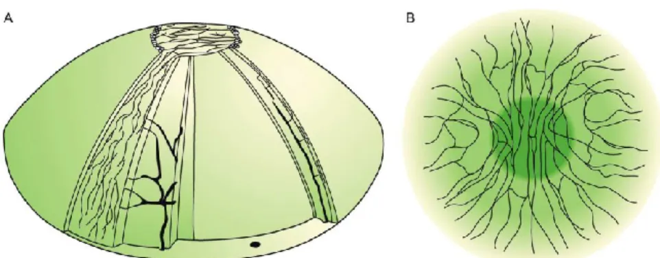 Fig. 1. (A) Schematic distribution of nerves in the stroma and subbasal plexus 
