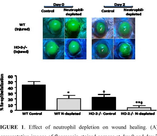 FIGURE  1.  Effect  of  neutrophil  depletion  on  wound  healing.  (A)  Representative images of fluorescein-stained corneas at day 0 and day 2  after injury in control and neutrophil (N)-depleted WT and HO-2-/- mice