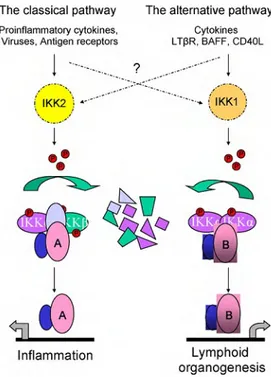 Fig. 1.2: Crosstalk between canonical and non-canonical signalling pathways is of current research interest