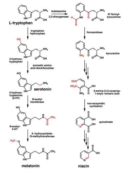 Fig. 1.4: The metabolic pathway of serotonin synthesis. Explanation in the text and reviewed