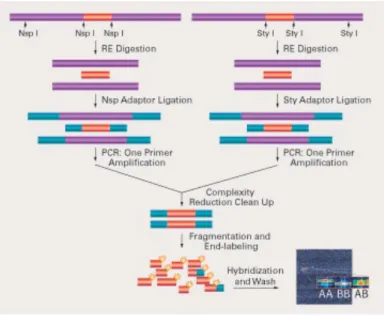 Fig. 2.1: Genotyping Mapping Assay Overview : probes are chosen from restriction diges-