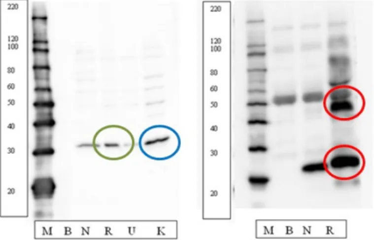 Fig. 2.7: Example of a validated antibody (panel left) and not validated (panel right, the