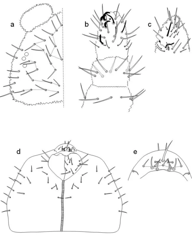 Figura  4.  Friesea  guarinoi.  Chaetotassi  dorsale della  testa (a);  visione  dorsale  dell’antenna  (b);  visione  ventrale  del  IV  segmento  antennale  (c);  Chaetotassi  ventrale  della  testa  (d);  particolare del labrum (e)