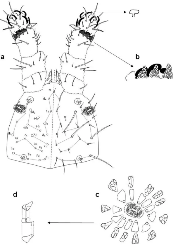Figura  6.  Neonaphorura  alicatai.  Chaetotassi  della  testa  (a);  organo  del  III  segmento  antennale  (b);  particolare  dell’organo  post-antennale  (c);  particolare  della  struttura  di  una  vescicola dell’organo post-antennale (d)